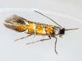 Phyllonorycter schreberella
